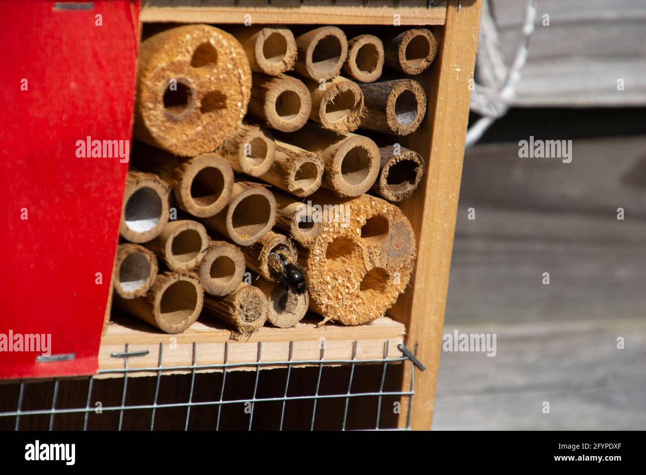 hotel di insetto fatto in casa di paglia e bambù con singolo l'ape nera che ha vissuto nell'hotel Foto Stock