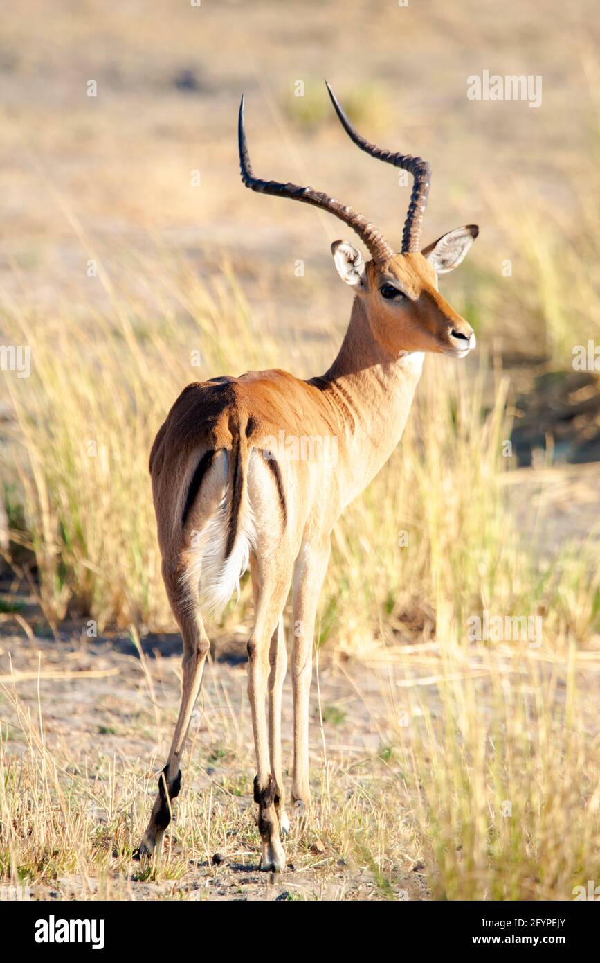 Un ritratto maschile solo di Impala. Foto Stock