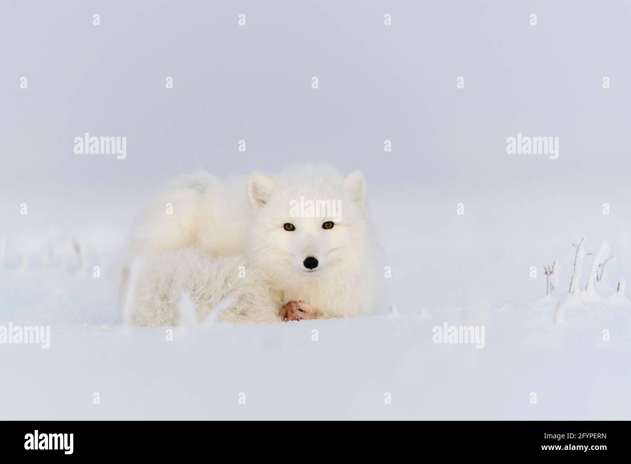 Volpe artica (Vulpes Lagopus) a wilde tundra. Volpe artica mentendo. Dormire in tundra. Foto Stock