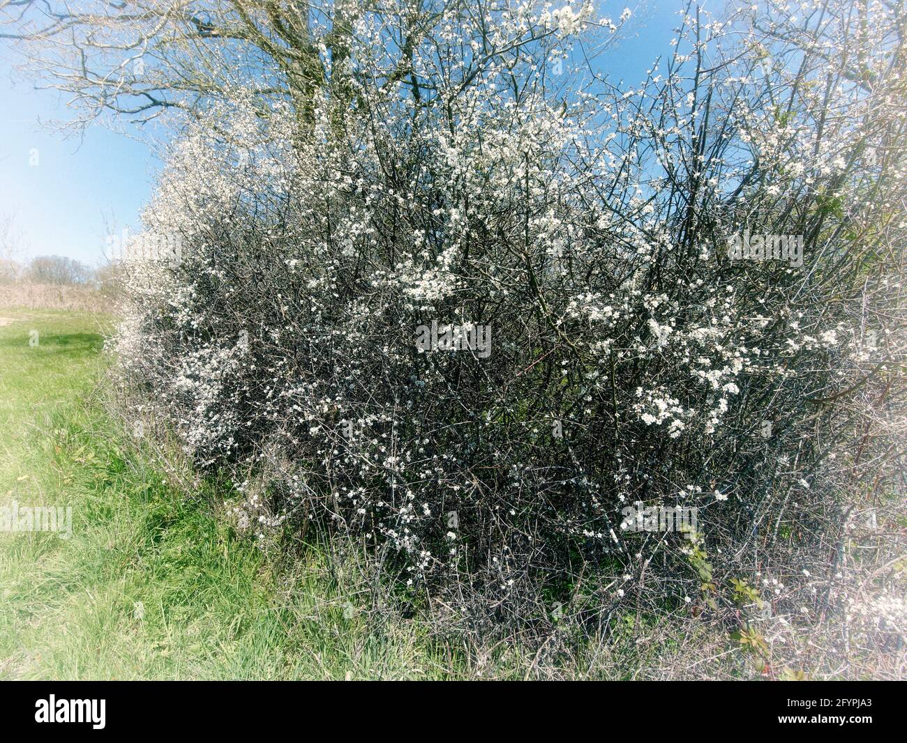 Hawthorne siepe in fiore con cielo blu luminoso come sfondo Foto Stock