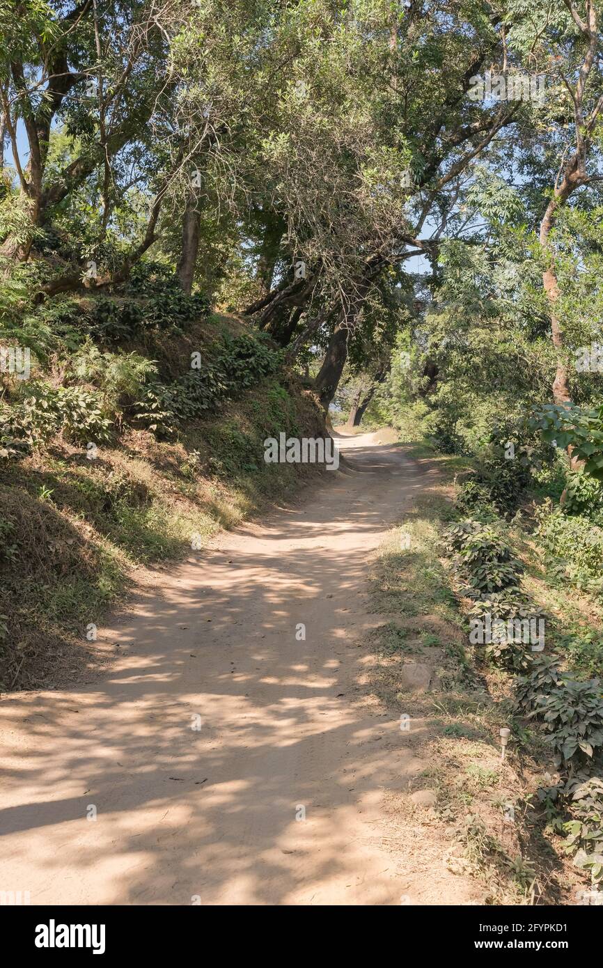 La strada sterrata secca conduce in salita attraverso gli alberi nelle alture del Guatemala Foto Stock
