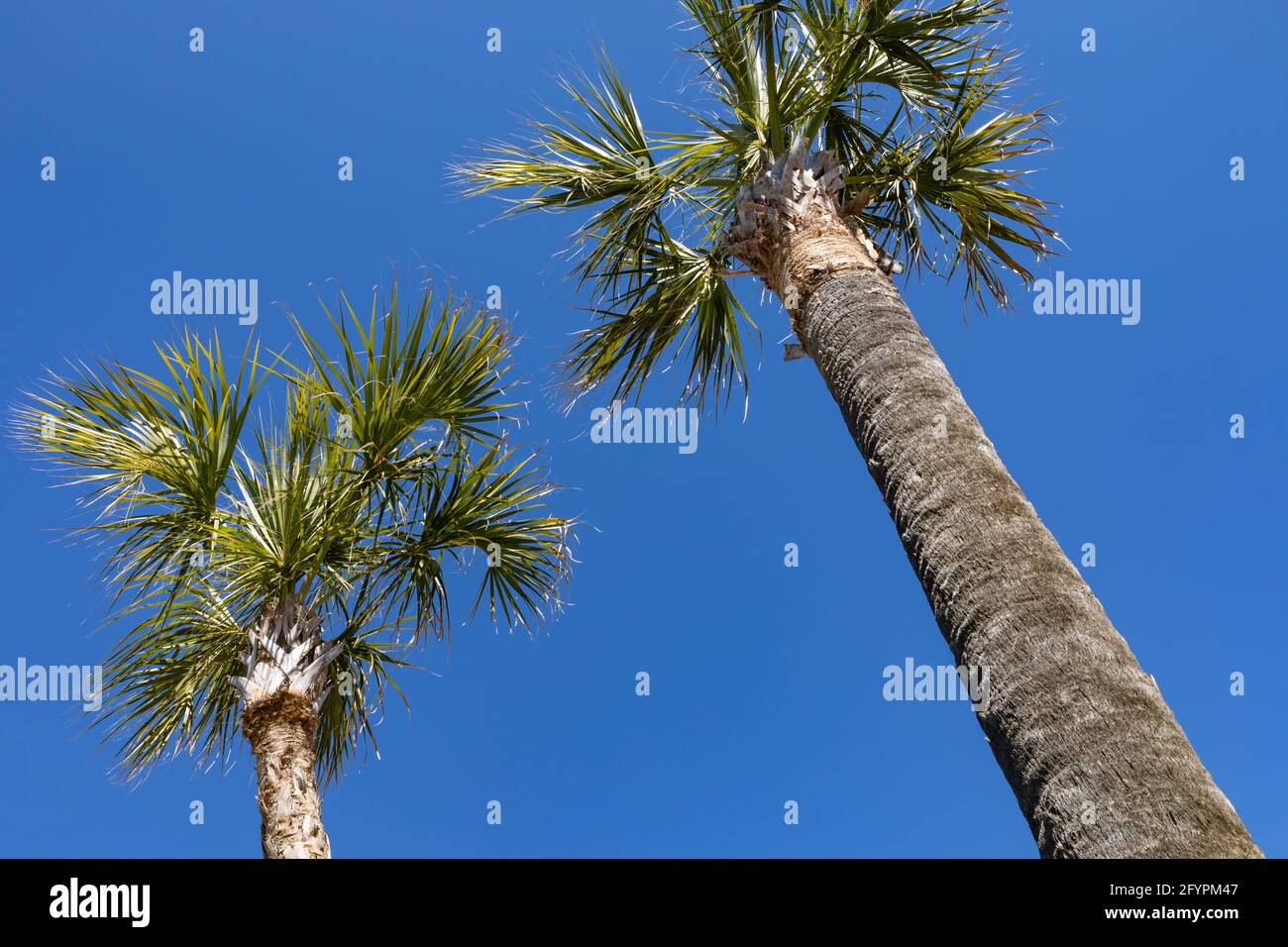 Coppia di palme del South Carolina vista dal basso contro un cielo blu, aspetto orizzontale Foto Stock