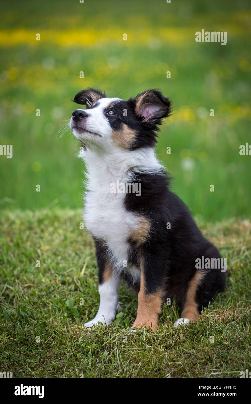 Border Collie cucciolo Foto Stock