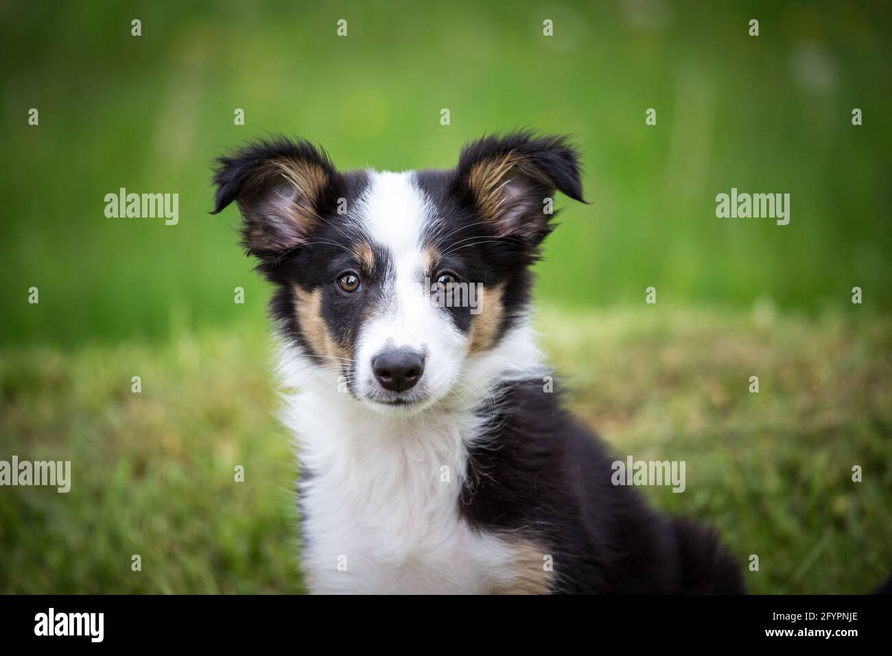 Border Collie cucciolo Foto Stock