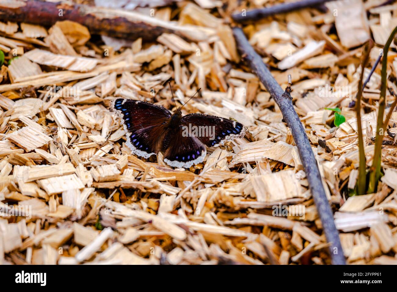 Farfalla di Cloak in lutto nel parco della città Foto Stock