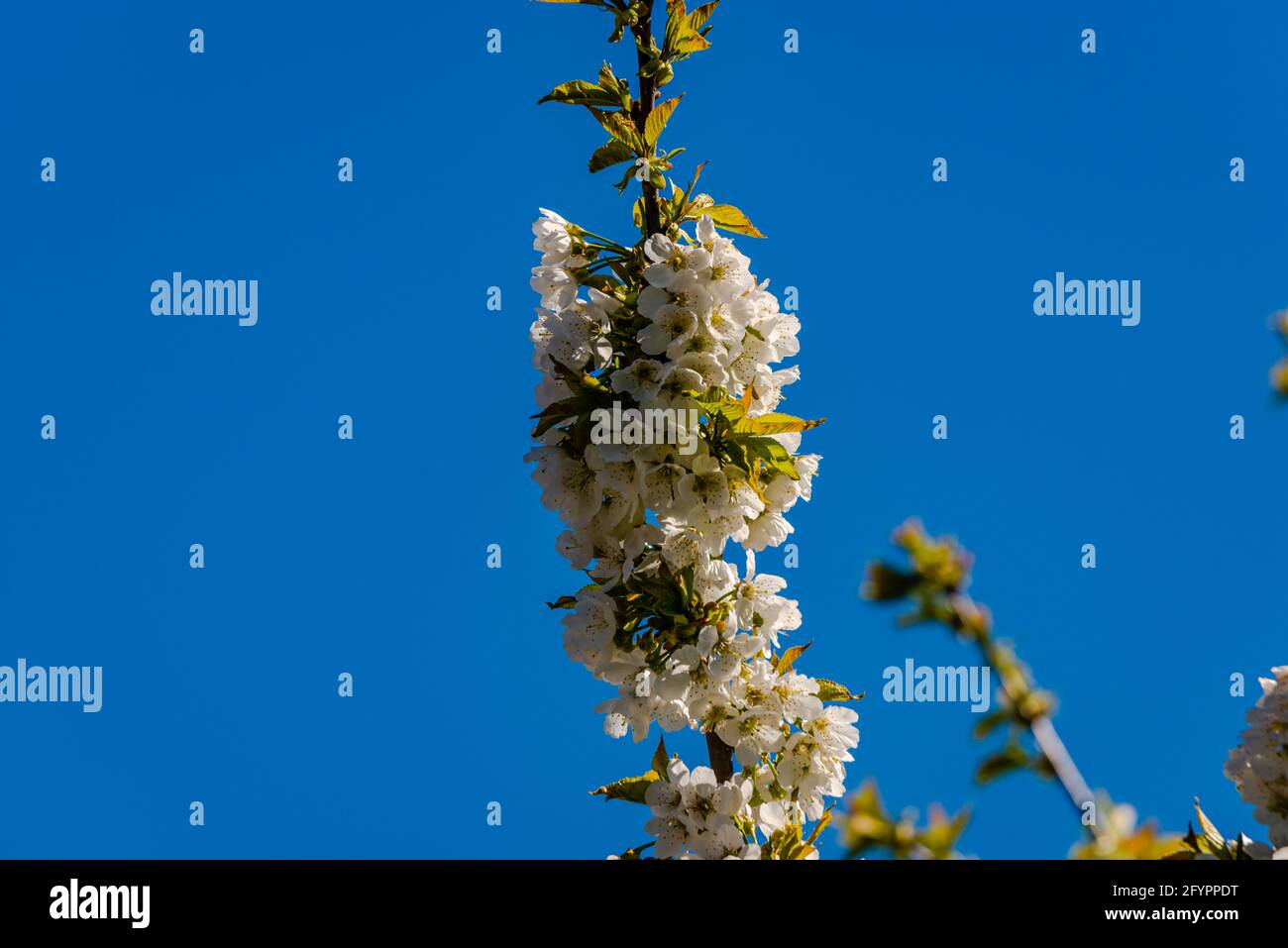 Gemme bianche dell'albero di mela Foto Stock