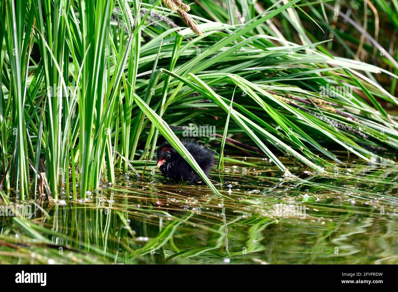 Vienna, Austria. Giovane moorhen nel parco acquatico Floridsdorf (Gallinula chloropus) Foto Stock