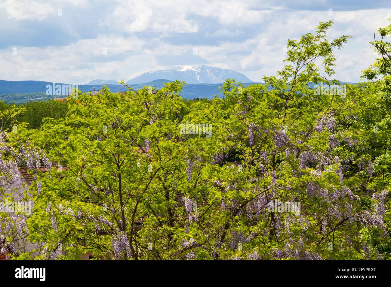 Fioritura wisteria cinese Wisteria sinensis con la montagna Schneeberg alle spalle, Sopron, Ungheria Foto Stock