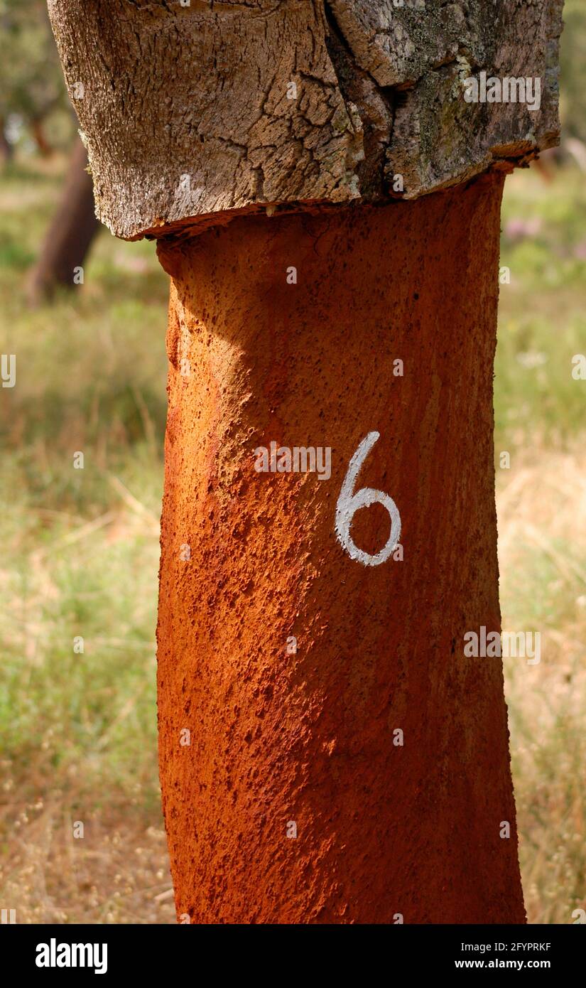 Raccolta Della Corteccia Del Sughero Fotografia Stock - Immagine di  industria, albero: 33546102