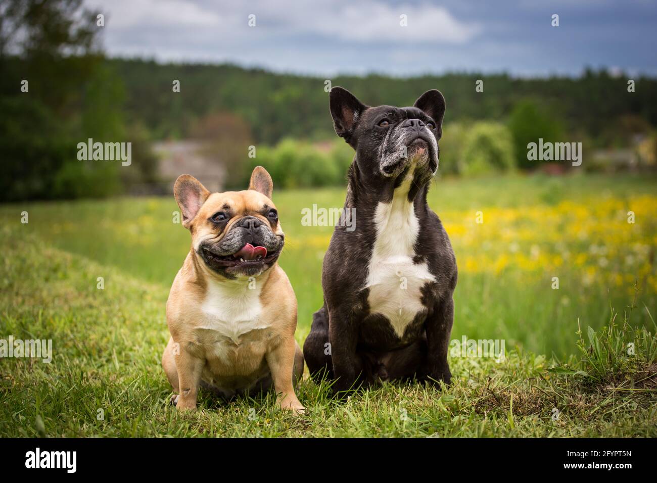 Due Bulldogs francesi seduti Foto Stock