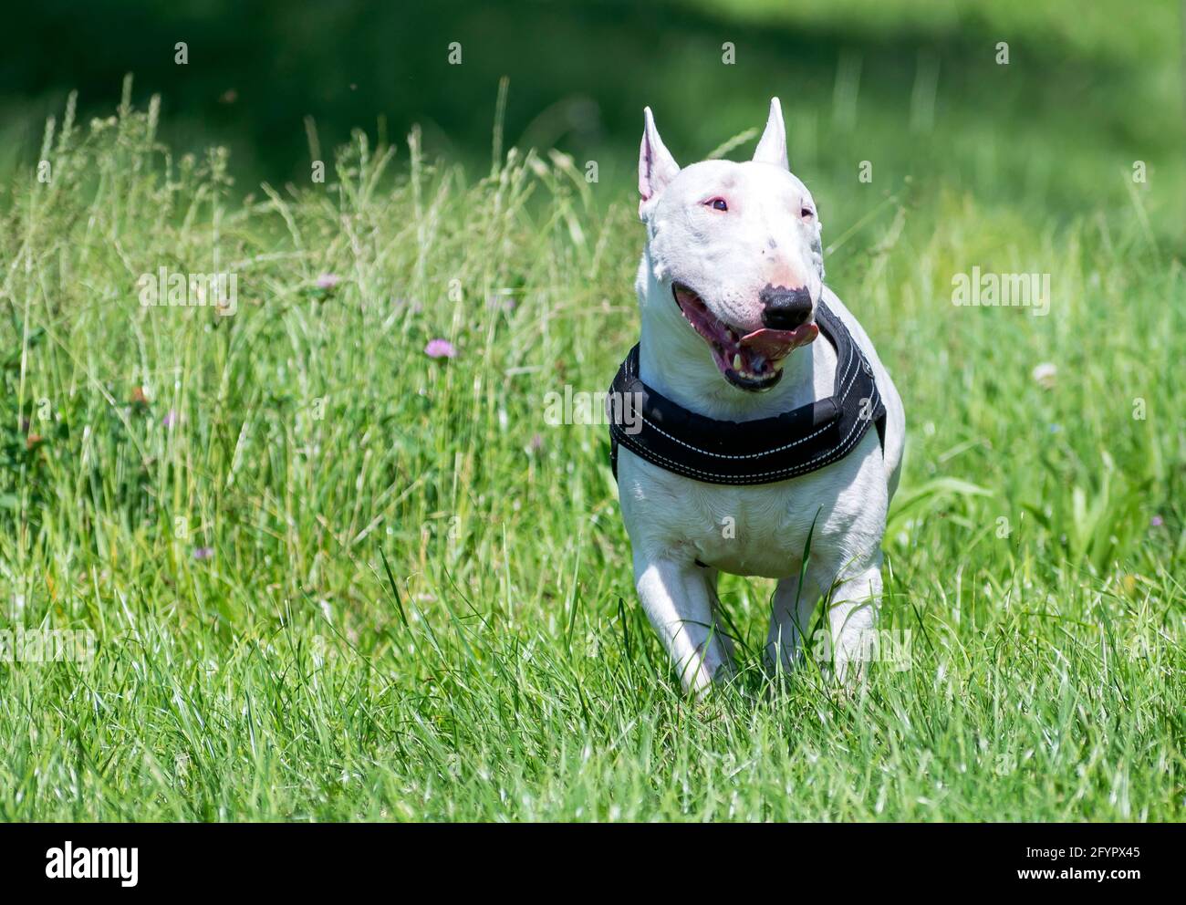 Bianco miniatura terrier nel parco Foto Stock