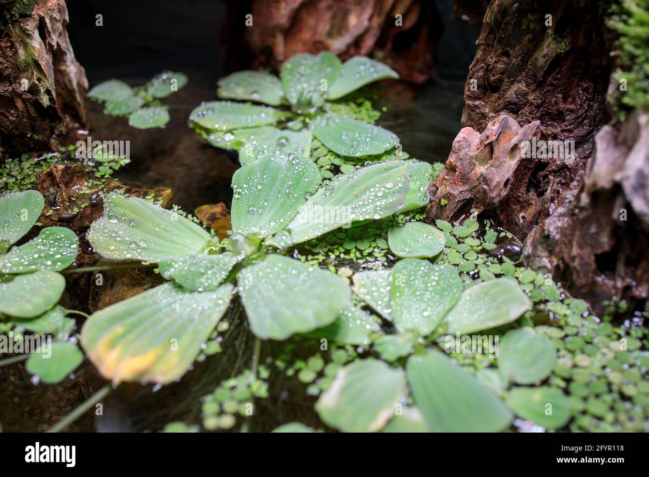 Pittia è un genere di piante acquatiche della famiglia degli Araceae. È l'unico genere della tribù Pistieae che riflette il suo isolamento sistematico Foto Stock