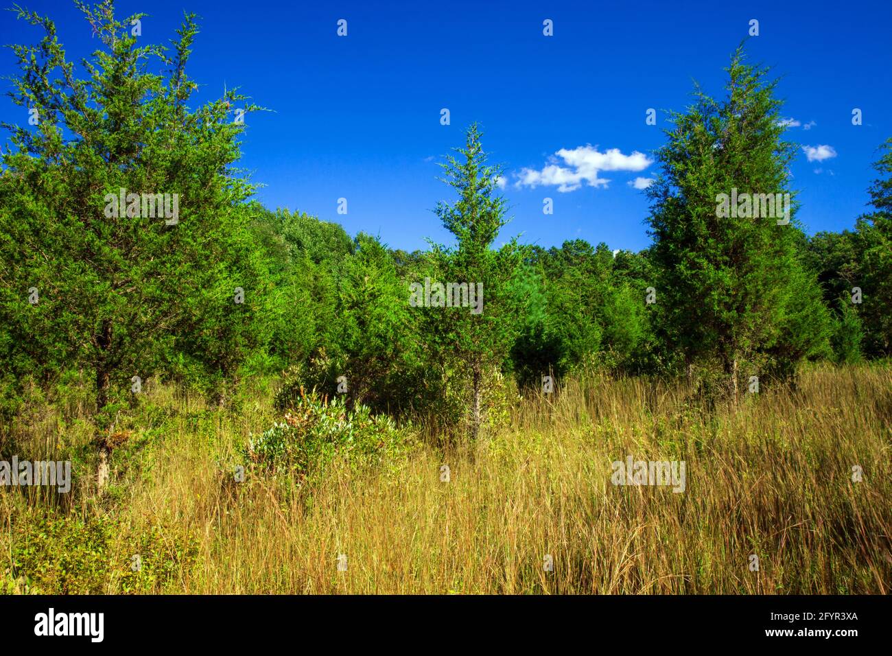 Un ex campo agricolo nelle prime fasi di suscedimento alla foresta al Cherry Valley National Wildlife Refuge nella Pennsylvania nord-orientale. Foto Stock