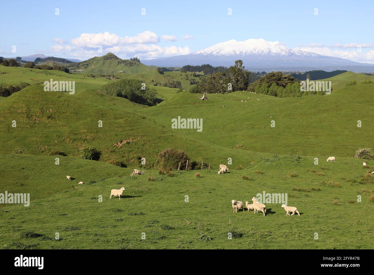 Monte Ruapehu und Monte Ngauruhoe Neuseeland / Monte Ruapehu e. Monte Ngauruhoe Nuova Zelanda Foto Stock