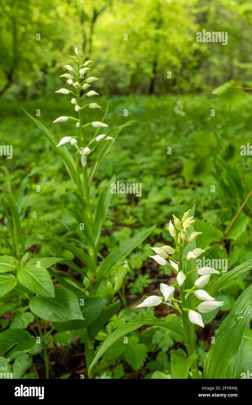 Cephalanthera longifolia, nomi comuni: Helleborina a foglie strette o helleborina a foglie di spada, nel Copse di Chappett, Hampshire, Regno Unito, fiorente a maggio Foto Stock