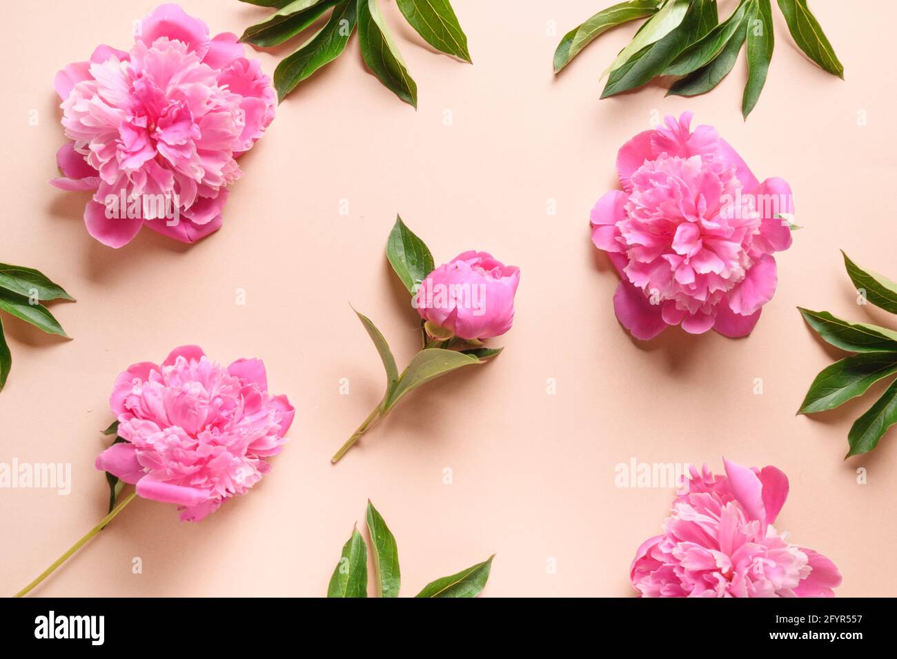 Motivo floreale di fiori di pony rosa su sfondo beige. Biglietto d'auguri per l'8 marzo o il giorno della Madre. Foto Stock