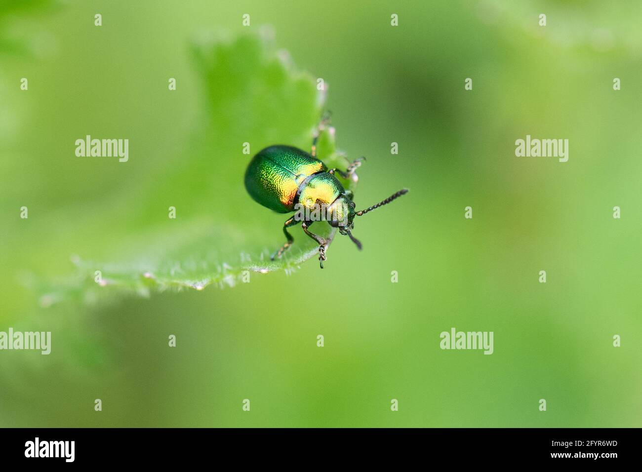 Green Dock Beetle (Gastrophysa viridula) su bue-eye Daisy - Scozia, Regno Unito Foto Stock