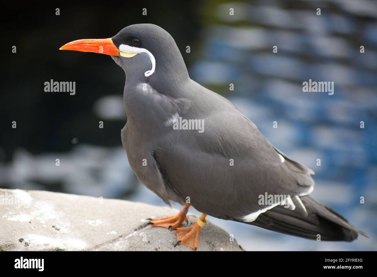 Larosterna uccello. Foto Stock