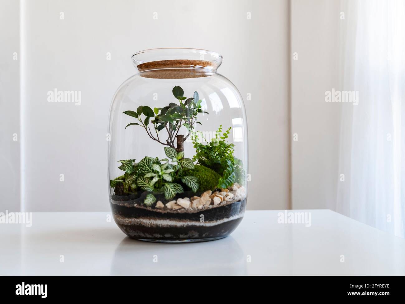 Piccole piante di decorazione in una bottiglia di vetro, bottiglia di terrario da giardino, foresta in un vaso. Terrarium vaso con pezzo di foresta con self ecosistema. Foto Stock