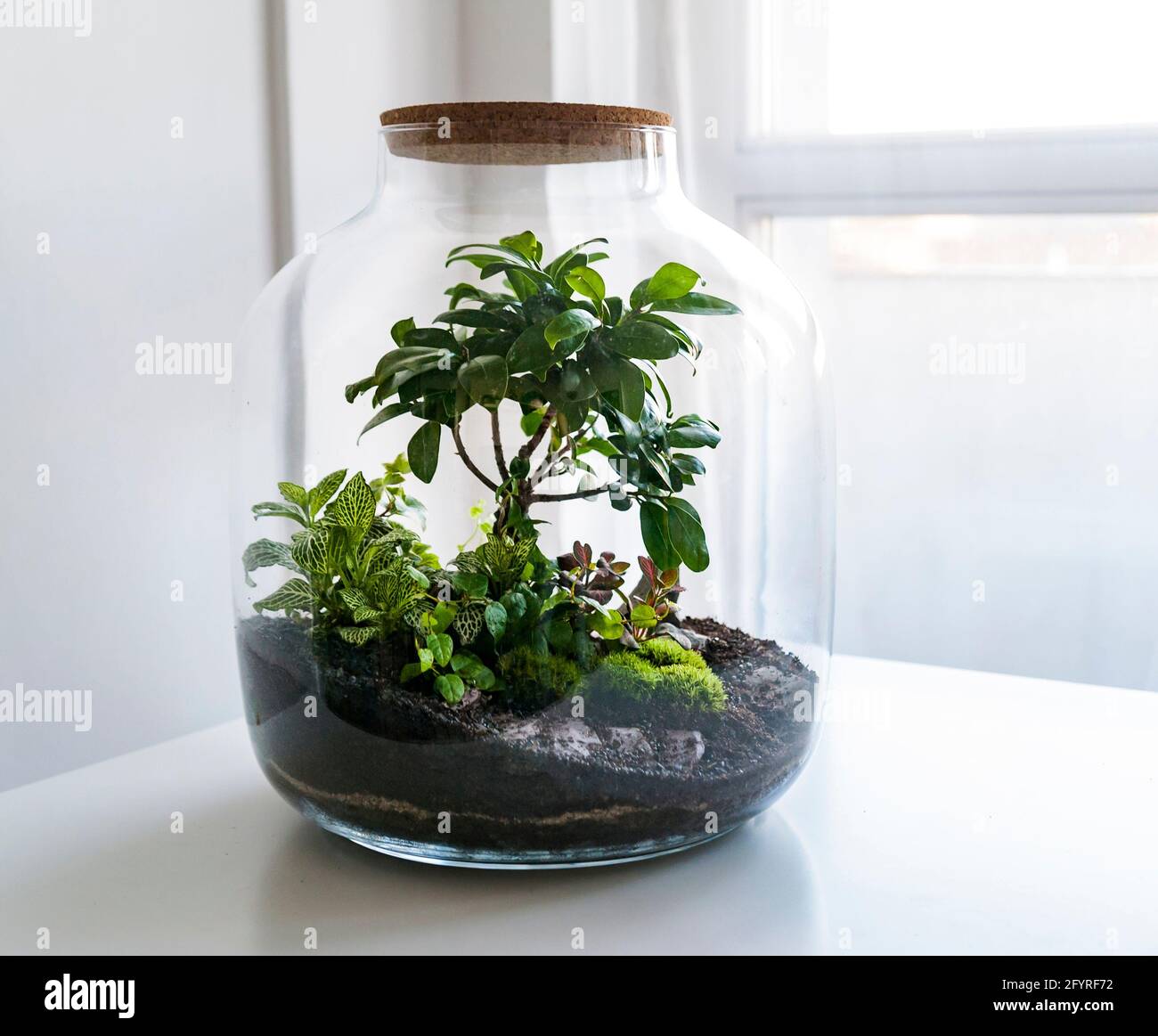 Piccole piante di decorazione in una bottiglia di vetro, bottiglia di terrario da giardino, foresta in un vaso. Terrarium vaso con pezzo di foresta con self ecosistema. Foto Stock