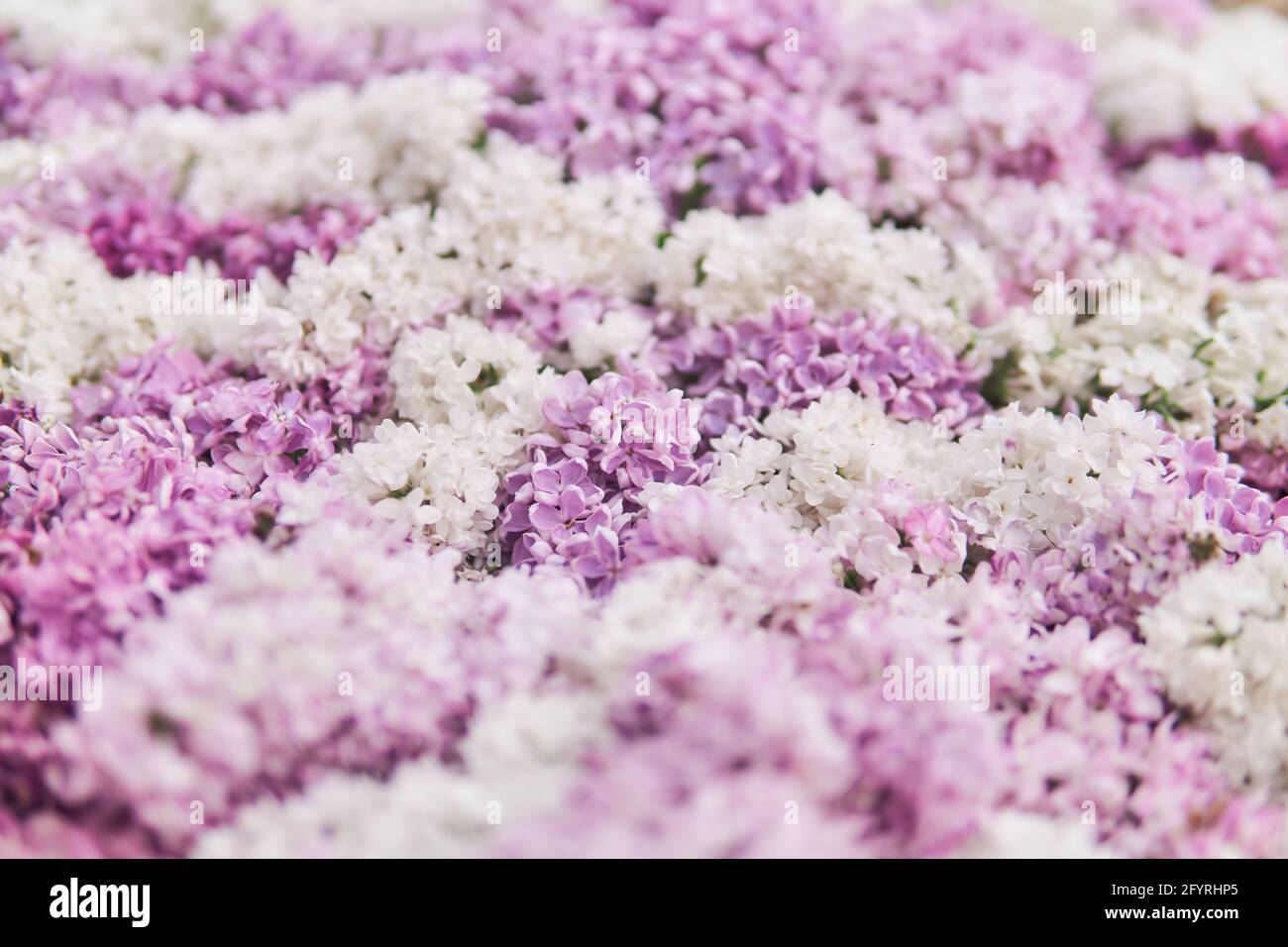 sfondo naturale di fiori lilla, sfocatura parziale Foto Stock