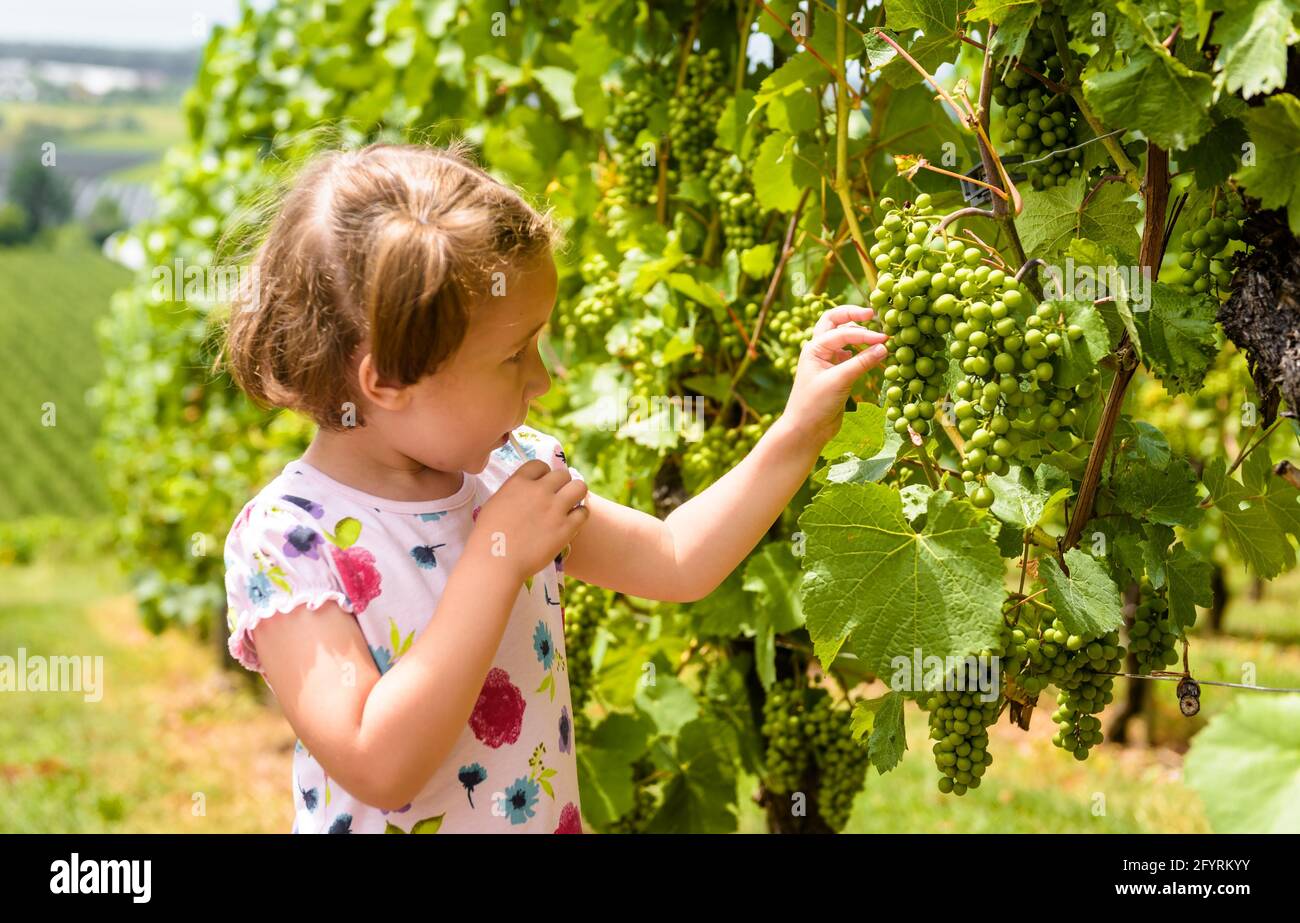 Il bambino esamina le uve in vigneto, carina bambina guarda la vite in azienda vinicola. Felici i bambini camminano alla piantagione in estate. Concetto di vigna, viticult Foto Stock