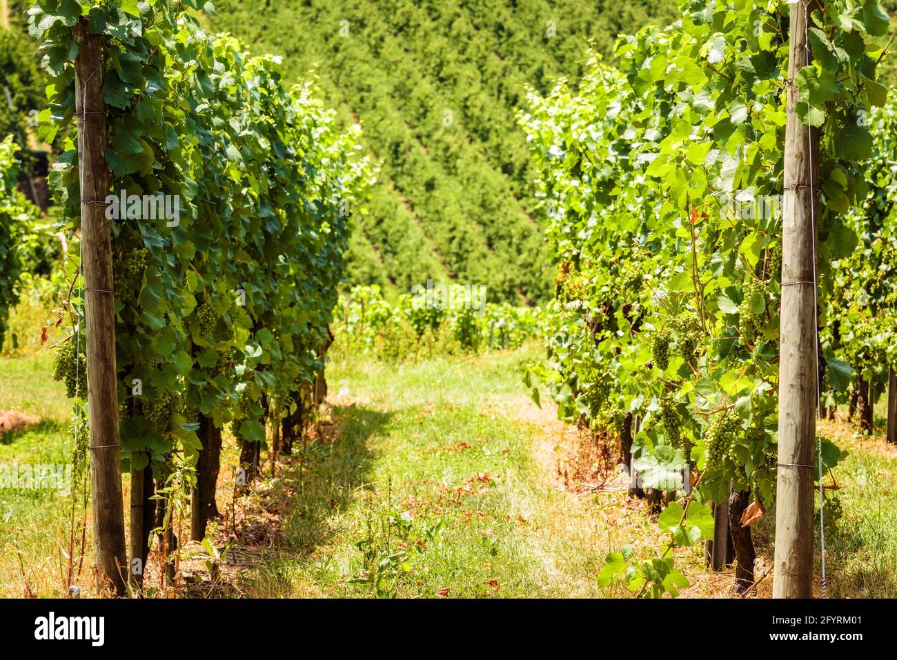 Filari vigneto che si affacciano sul campo d'uva, azienda vinicola in valle. Piantagione di vite verde in estate. Concetto di viticoltura, cantina, vinificazione e turismo. P. Foto Stock
