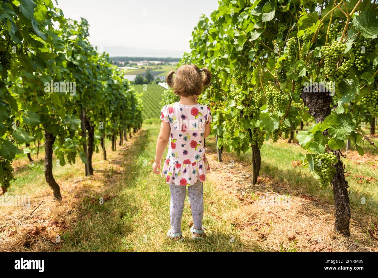 Bambino in vigna, bambina guarda il campo d'uva in azienda vinicola. Vista posteriore del capretto solitario alla piantagione di vite in estate. Concetto di vita rurale, futuro, Foto Stock