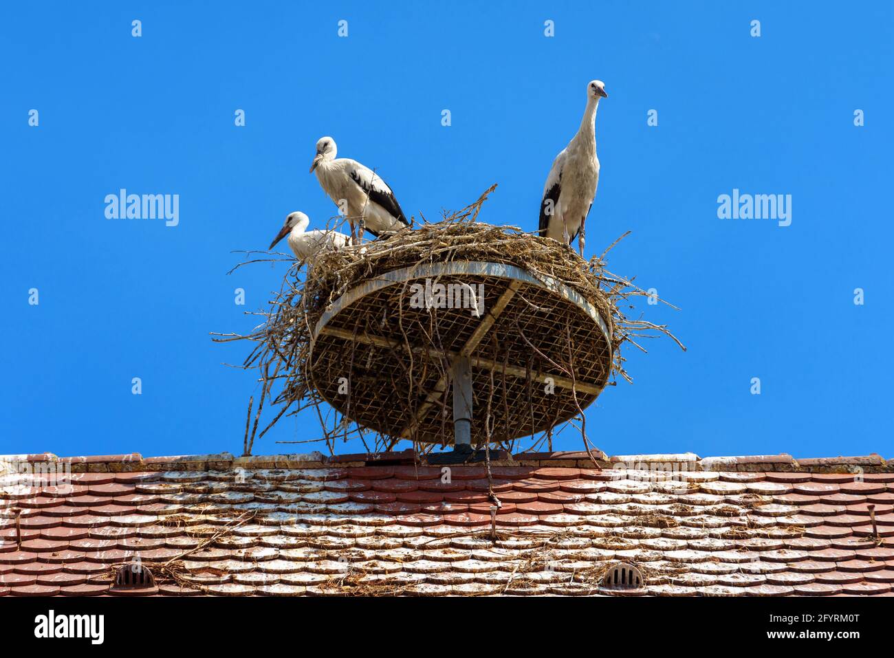 Cicogne sul nido contro il cielo blu, tre cicogne bianche si trovano a casa sul tetto della casa. Vista della famiglia di cicogne selvatiche che vive nel villaggio o in città. Foto Stock
