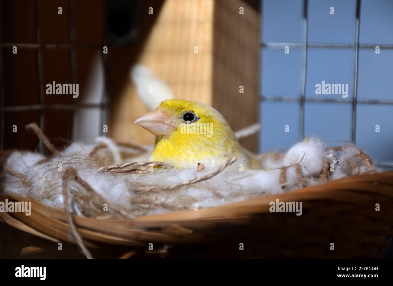 Femmina giallo canarino seduta in un nido su uova in gabbia. Primo piano di uccello esotico, fuoco selettivo Foto Stock