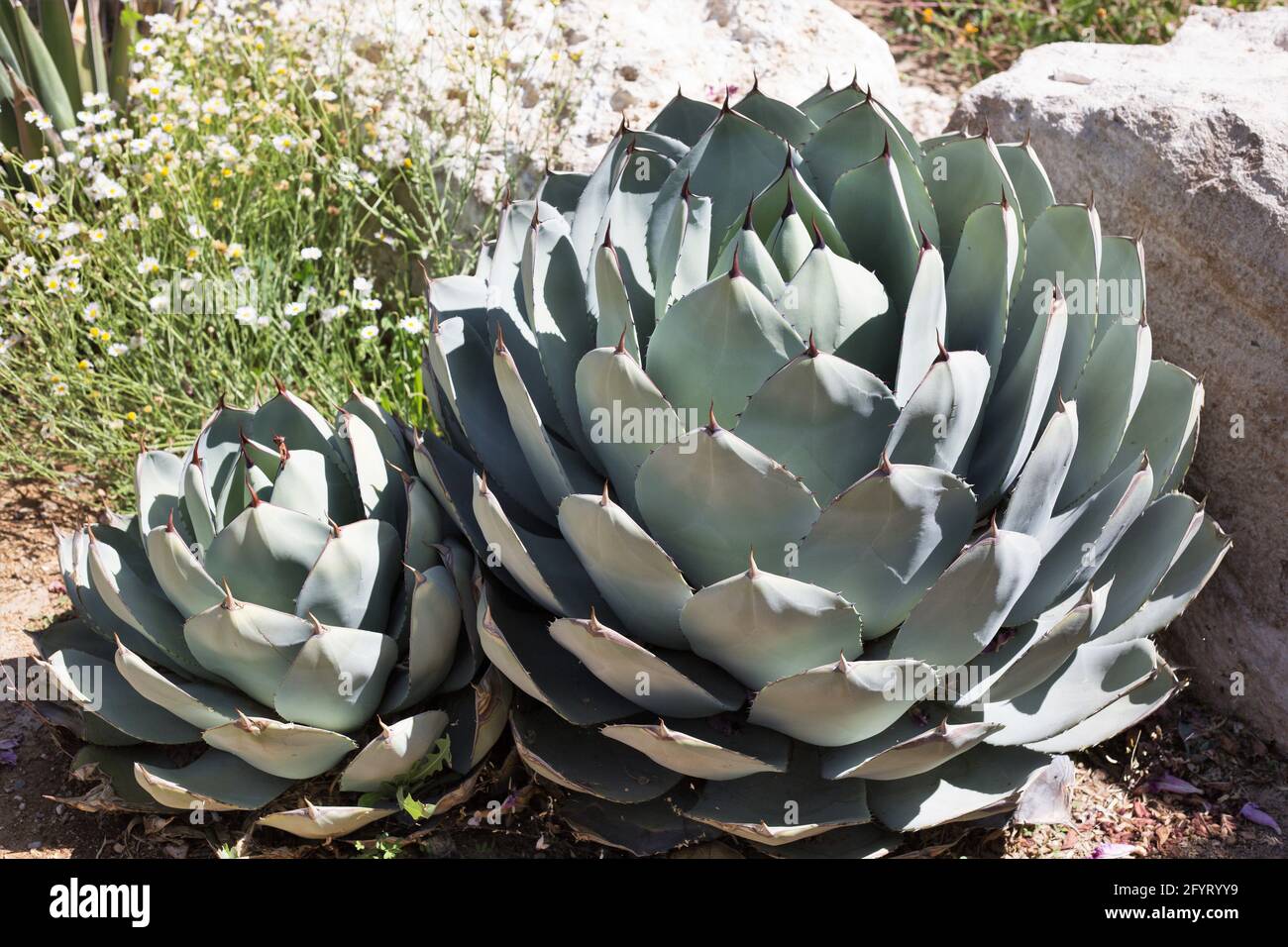 Agave parryi var. Truncata. Foto Stock