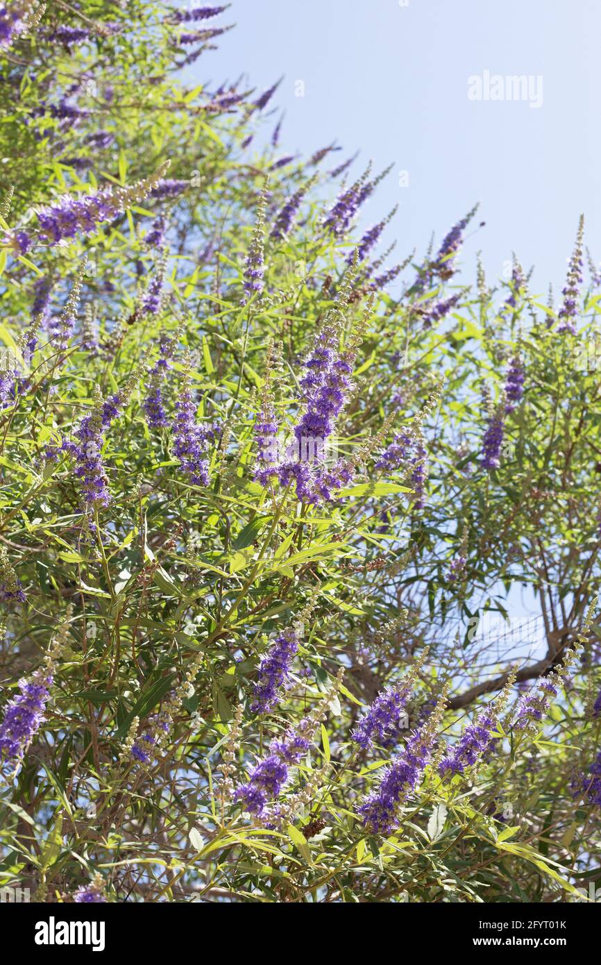 Vitex agnus-castus - albero di caste, primo piano. Foto Stock