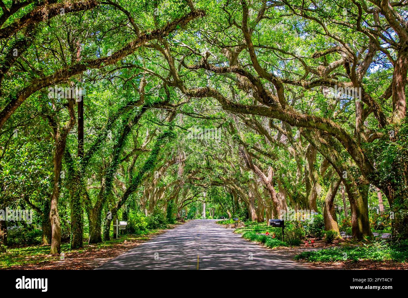 Un baldacchino di querce vive del sud crea una scena pittoresca su Oak Street, 27 maggio 2021, a Magnolia Springs, Alabama. Foto Stock