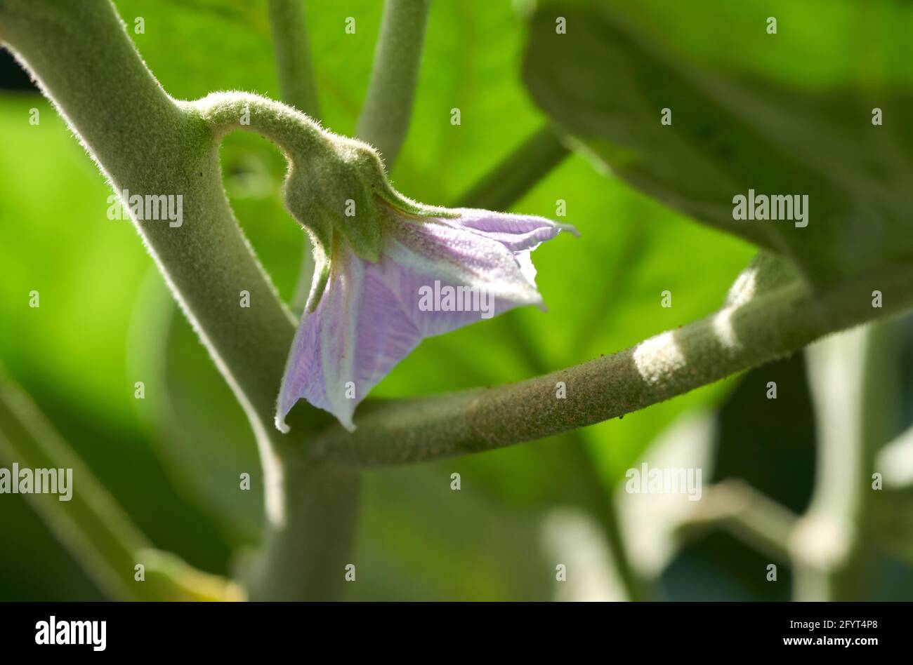 Il fiore di melanzane Foto Stock
