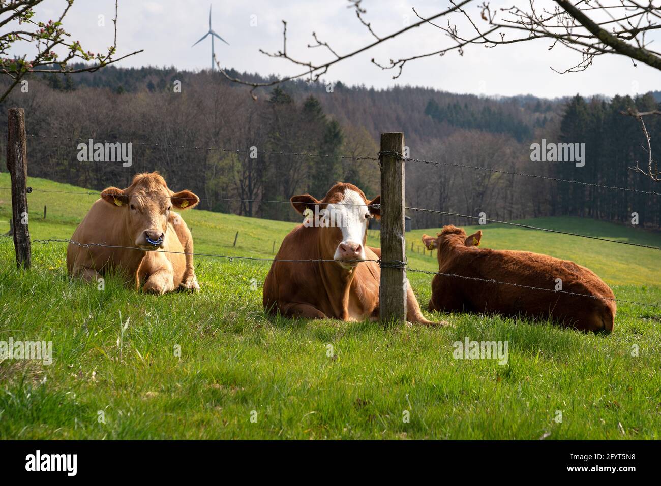 Un colpo closeup di mucche giace su erba verde Bergisches Terra in Germania Foto Stock