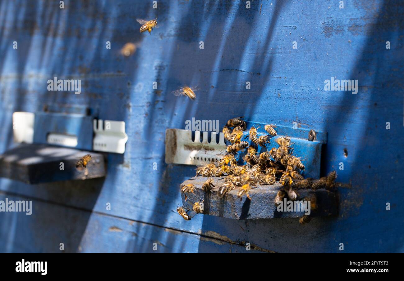 Primo piano di un'ape sciame su un alveare di legno in un apiario. Foto Stock