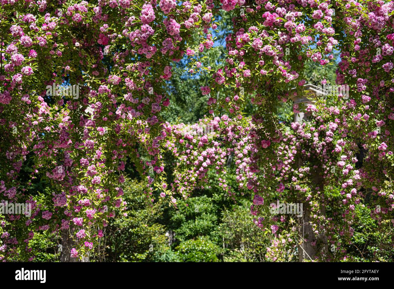 Camellie rosa nel Giardino di Olguita all'Atlanta History Center a Buckhead, Atlanta, Georgia. (STATI UNITI) Foto Stock