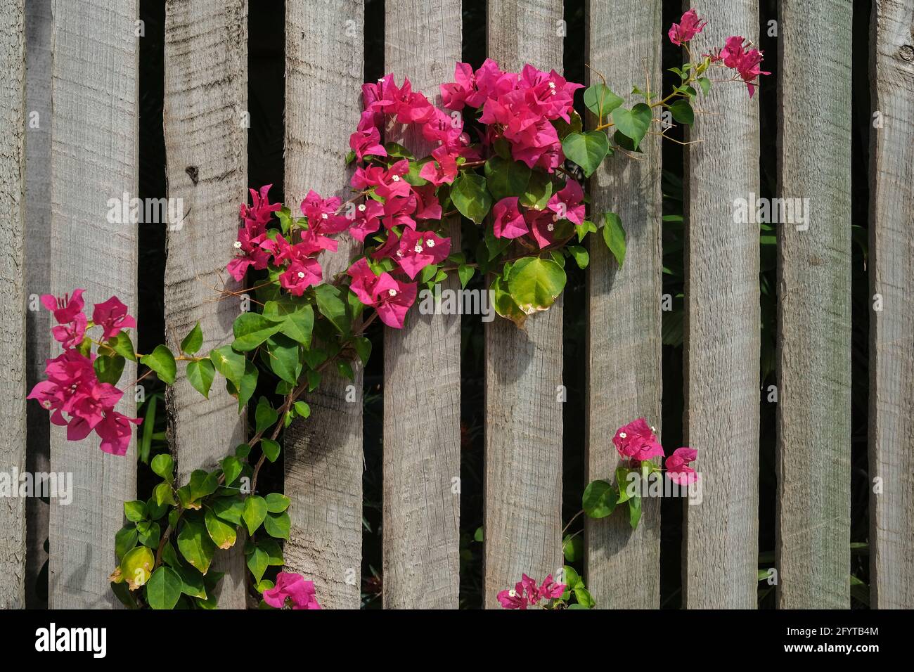 Fiori rosa della Bougainvillea spectabilis contro una recinzione di legno. Foto Stock