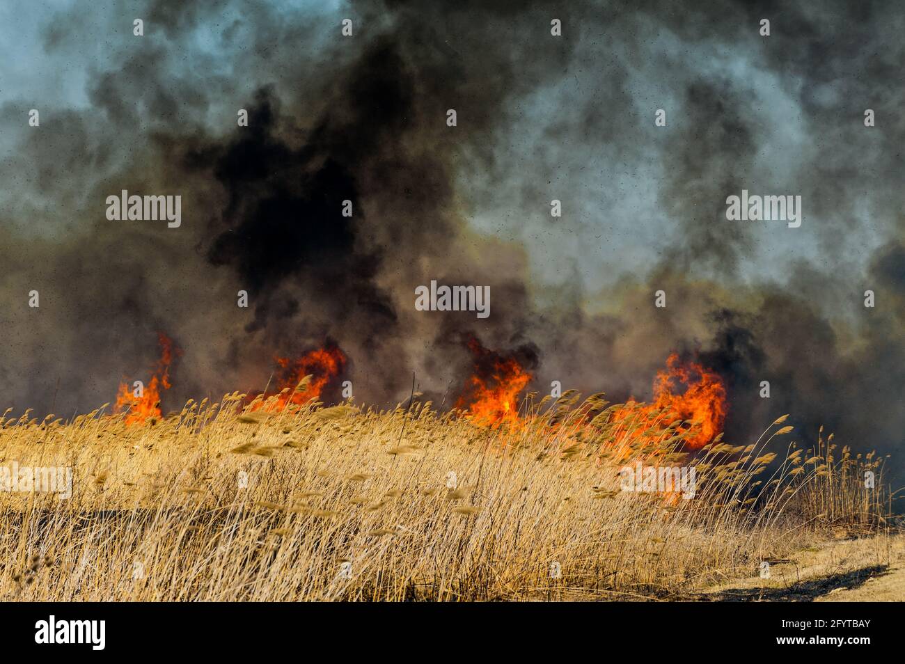 Grandi fiamme sul campo durante il fuoco. Grande fuoco, molto fumo nero. Catastrofia ecologica Foto Stock