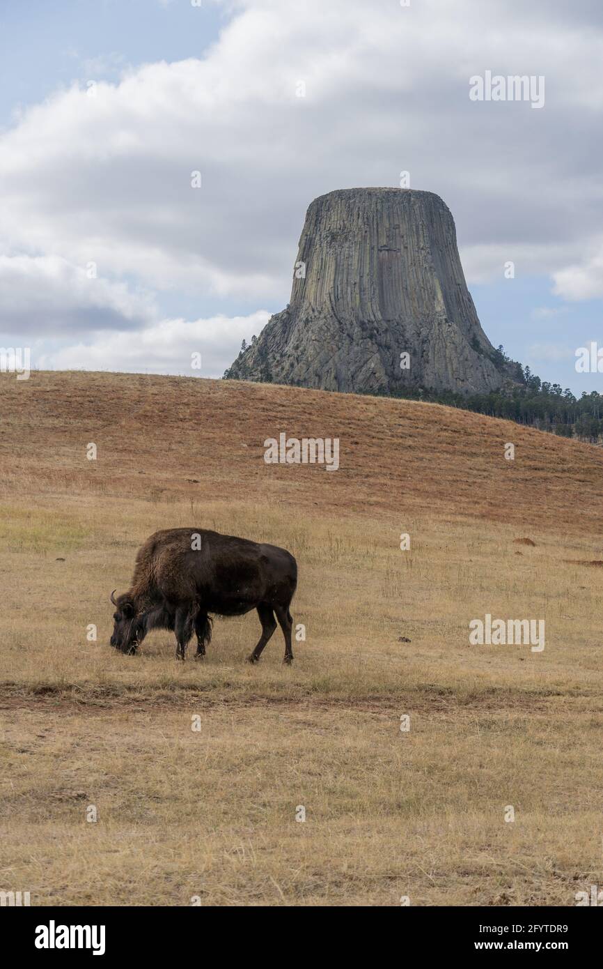 Un'immagine panoramica di un bovino a corna lunga nel Devils Tower National Monument, USA Foto Stock