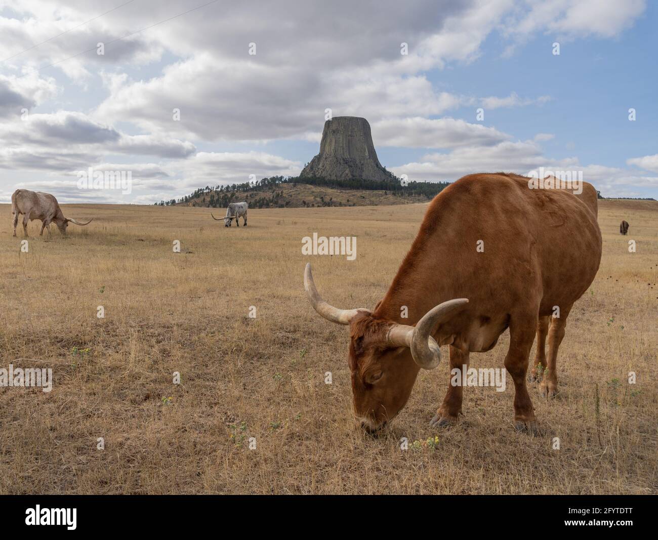 Un'immagine panoramica di un bovino a corna lunga nel Devils Tower National Monument, USA Foto Stock
