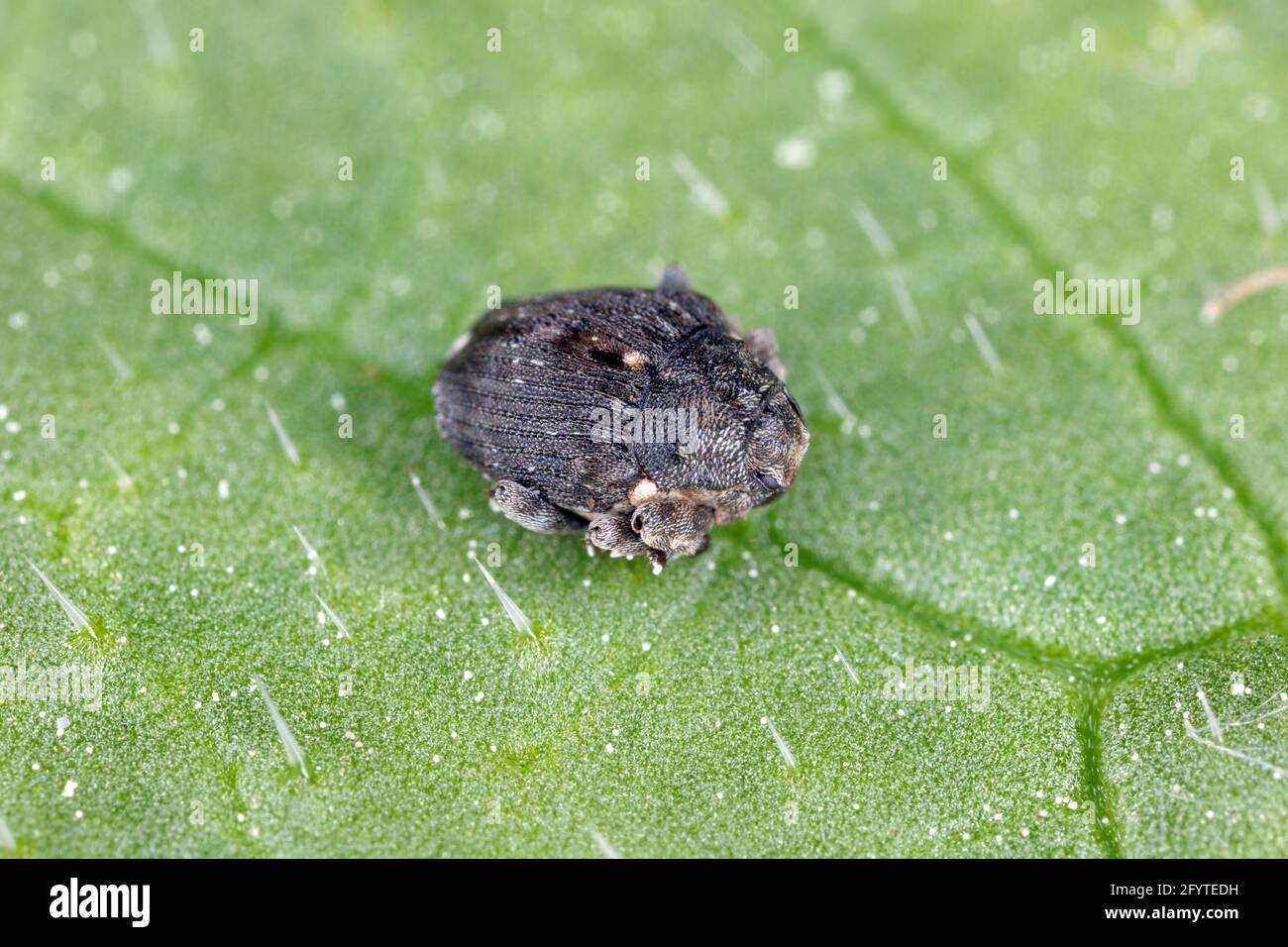 Poppy radice weevil (Stenocarus ruficornis) - uno dei parassiti più significativi del papavero dell'oppio (papaver somniferum). Beetle sulla foglia . Foto Stock