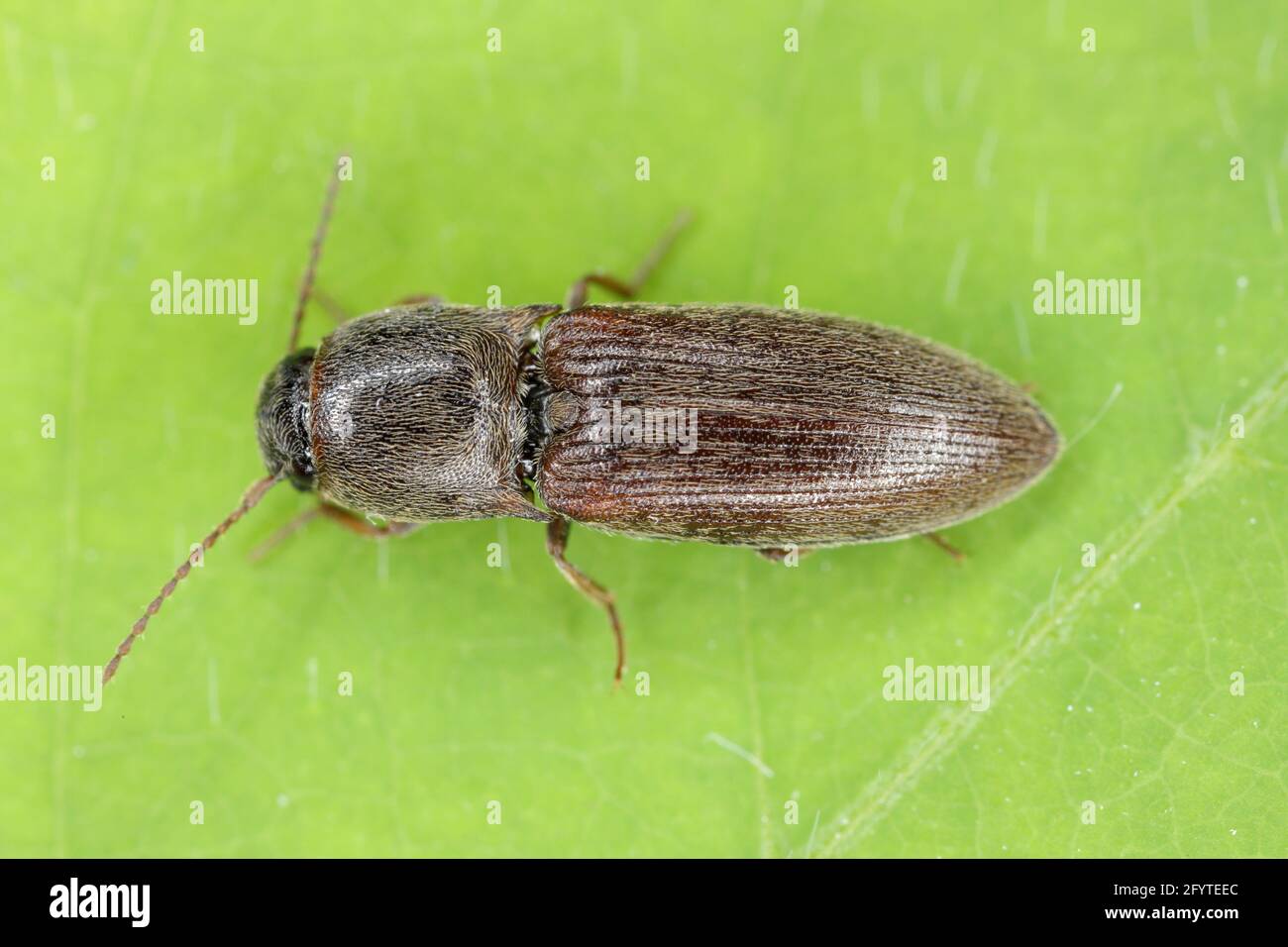 AGRIOTES Sputatore BETLE marrone-nero, una peste di cereali e altre colture. Le larve sono wireworms e danneggiano le radici. Foto Stock