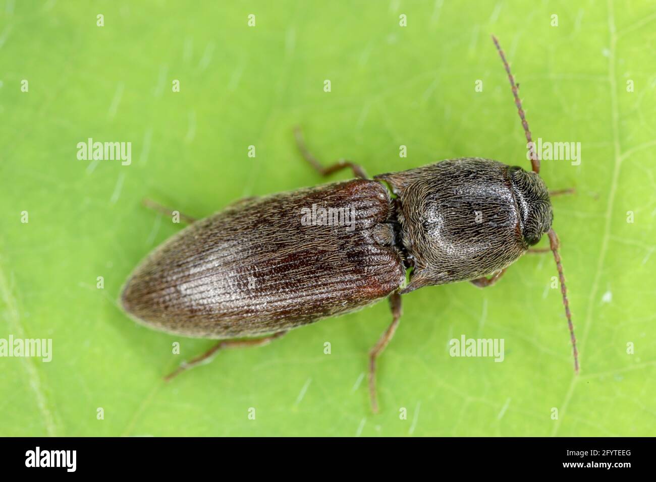 AGRIOTES Sputatore BETLE marrone-nero, una peste di cereali e altre colture. Le larve sono wireworms e danneggiano le radici. Foto Stock