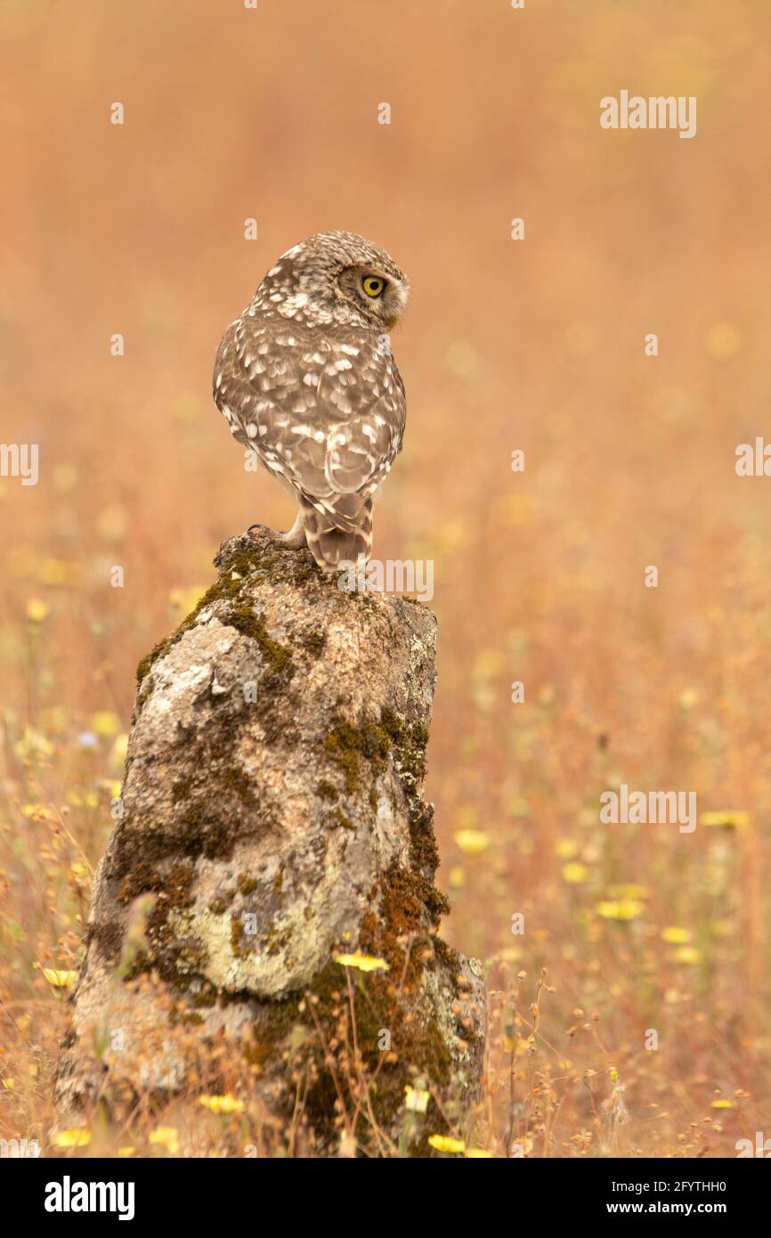 Piccolo gufo al suo persico preferito in una foresta di querce con le ultime luci del giorno Foto Stock