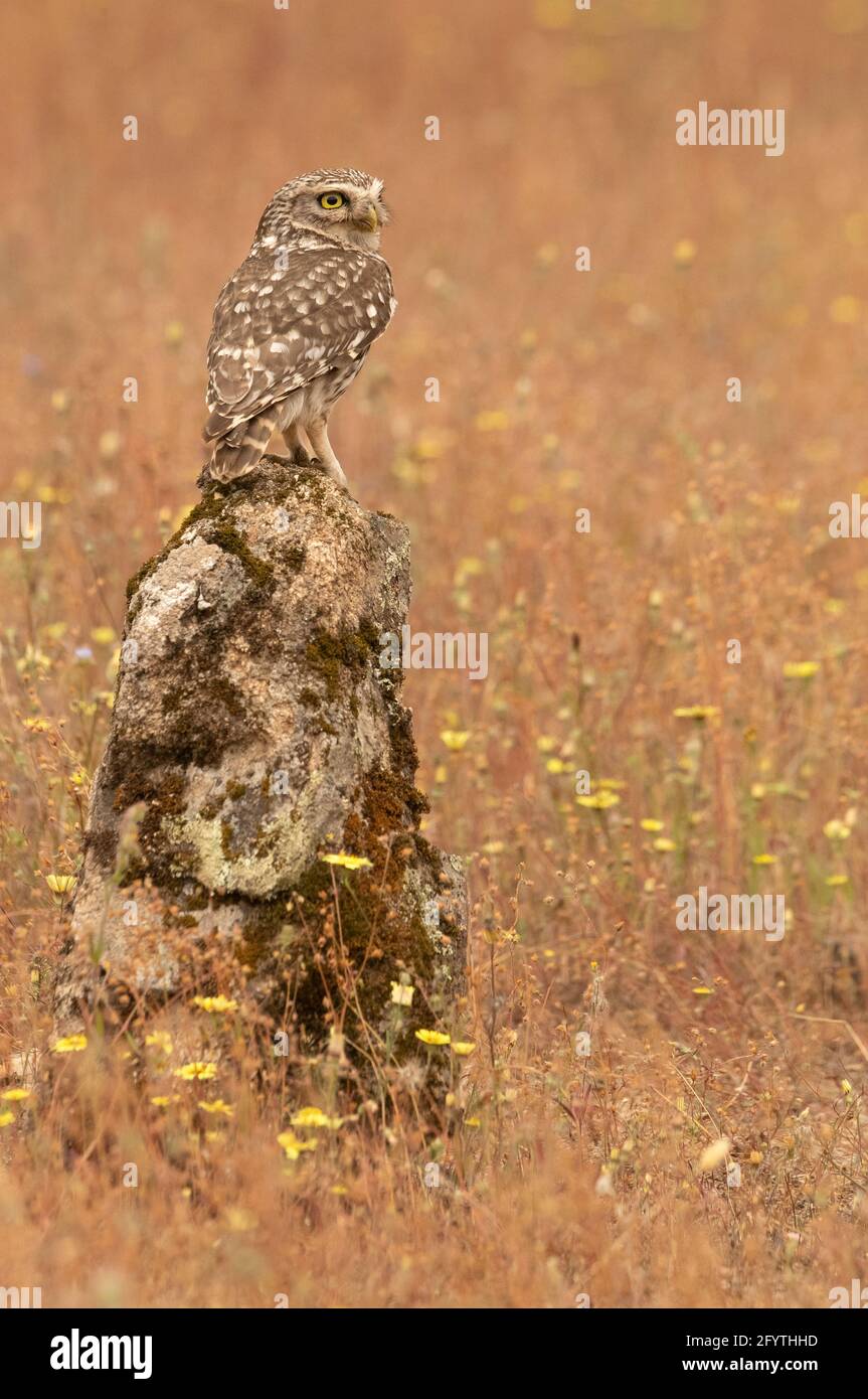 Piccolo gufo al suo persico preferito in una foresta di querce con le ultime luci del giorno Foto Stock
