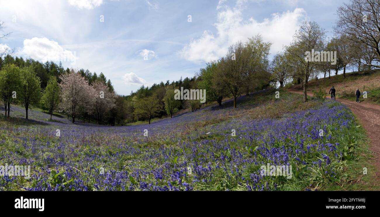 Scatto panoramico di Bluebells a Clent Hills, Worcestershire Foto Stock