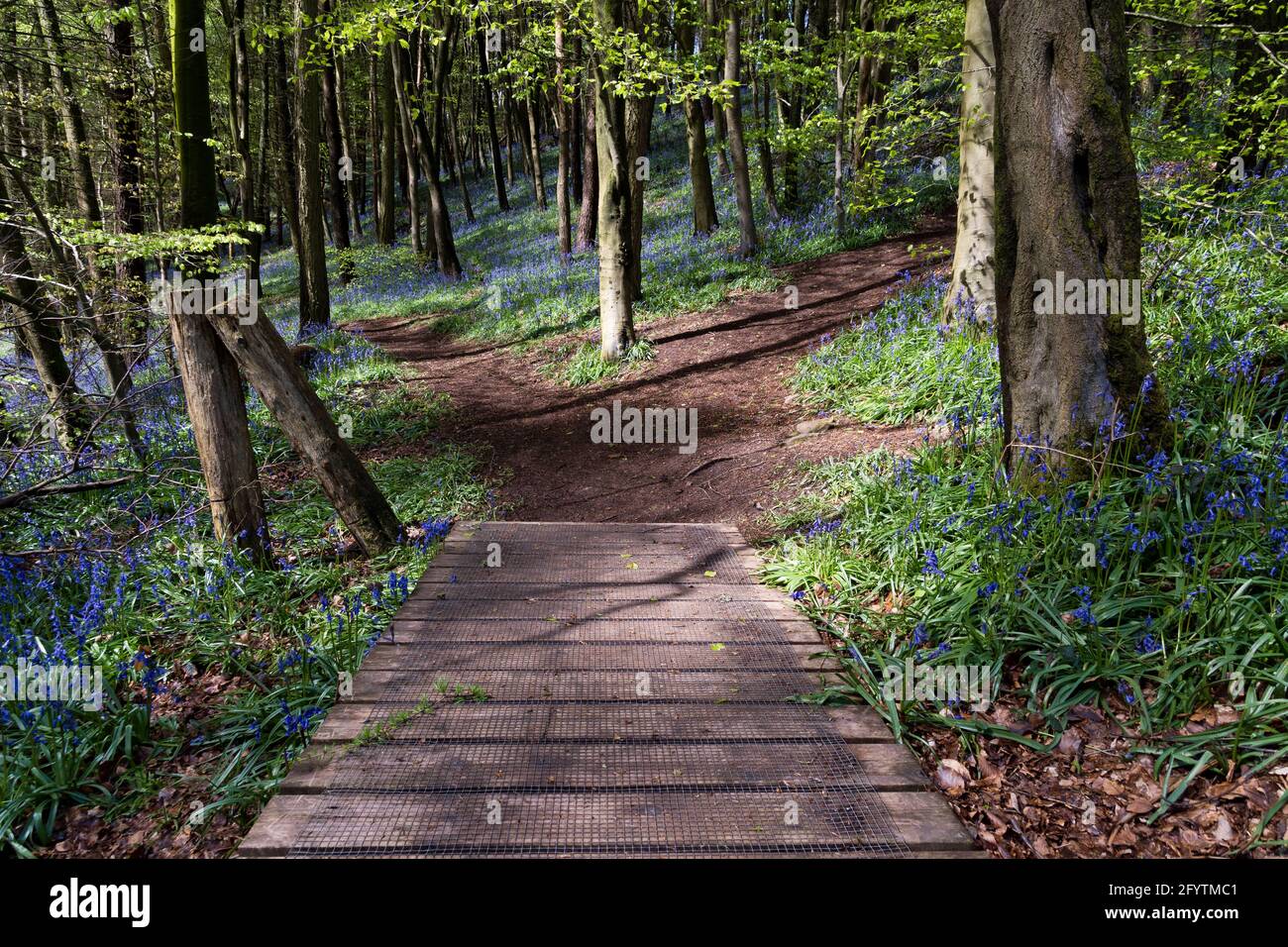 Bluebells a Clent Hills, Worcestershire Foto Stock