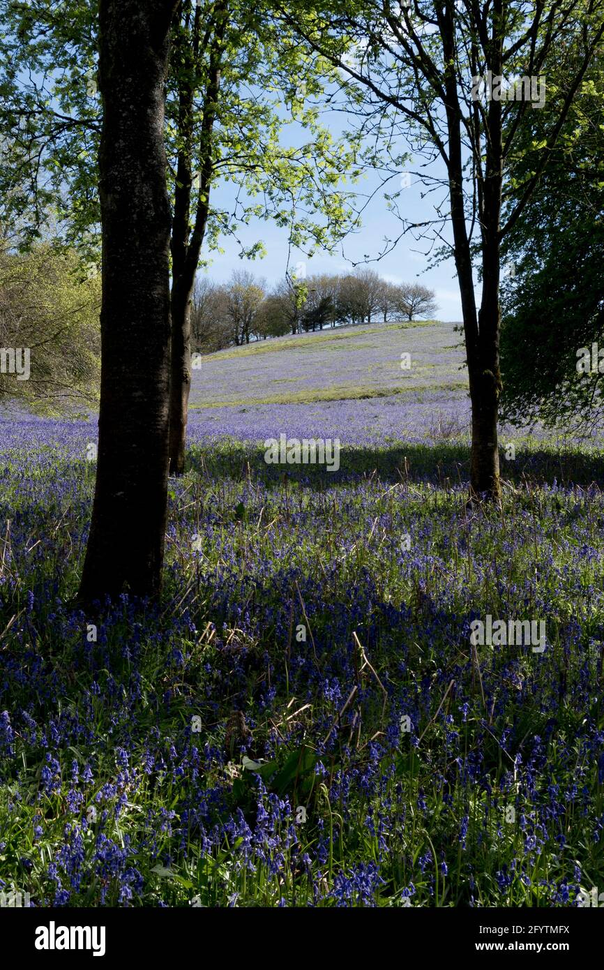Bluebells a Clent Hills, Worcestershire Foto Stock