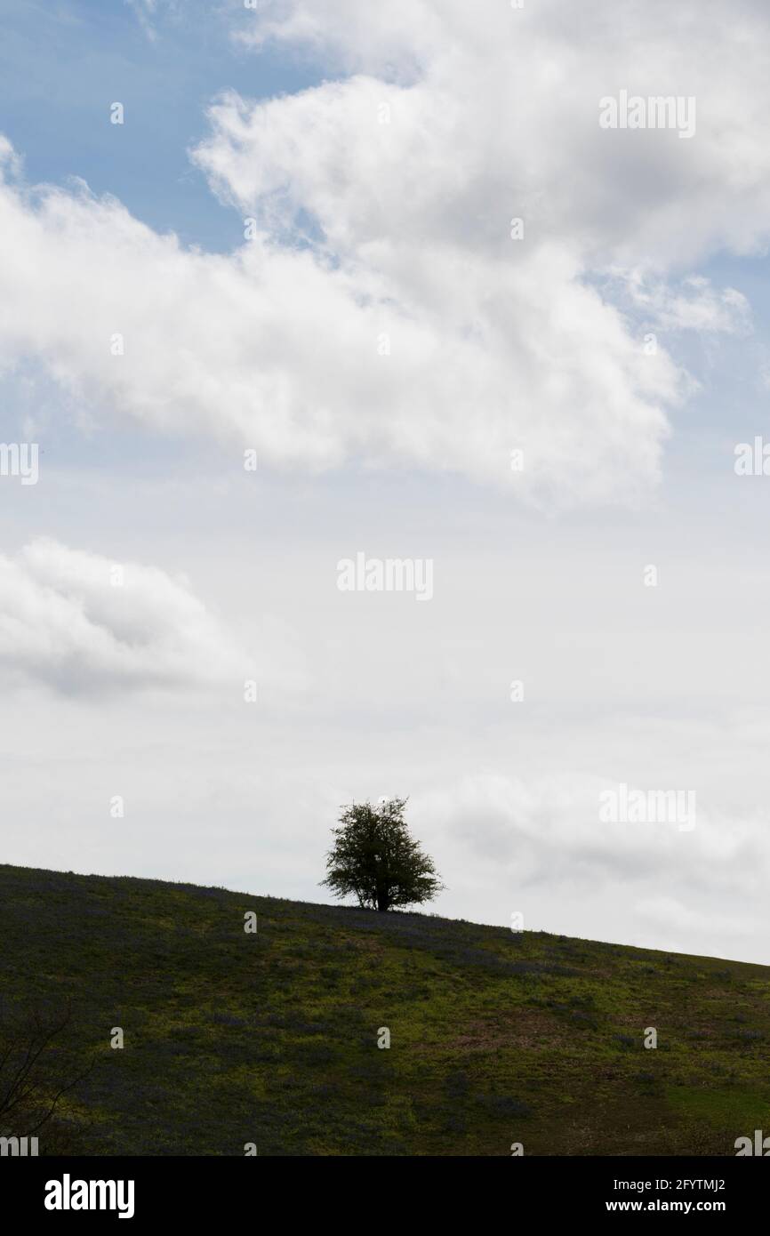Lone albero su una collina a Clent Hills, Worcestershire Foto Stock